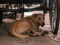 Over 500 march in Delhi demanding stronger animal protection laws