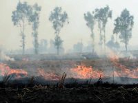 Satellites missing most farm fires in Punjab, Haryana; impact on Delhi highly underestimated: Report