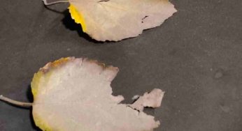 Photographs by Vijay Pal to be shown in ‘Winter Muse’ group exhibition