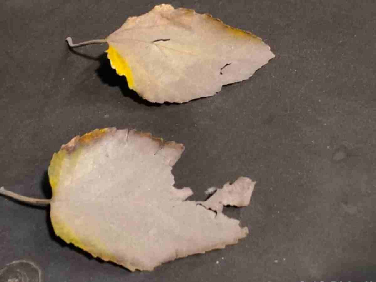 Photographs by Vijay Pal to be shown in ‘Winter Muse’ group exhibition