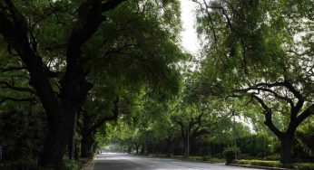 NDMC identifies 33 heritage trees in Lutyens Delhi, plans to brand them with QR plaques