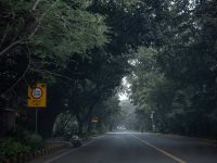 As Delhi counts trees, a story of bloom and loss unfolds