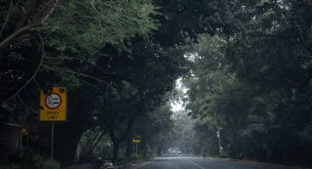 As Delhi counts trees, a story of bloom and loss unfolds