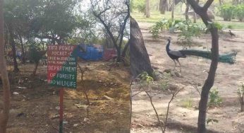 Jackals, ghosts, and silence: walking Delhi’s ancient Ridge