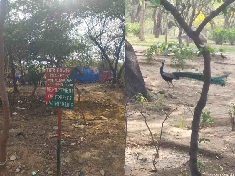 Jackals, ghosts, and silence: walking Delhi’s ancient Ridge