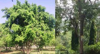 Delhi’s sweetest secret: 300 mango trees in Shalimar Bagh