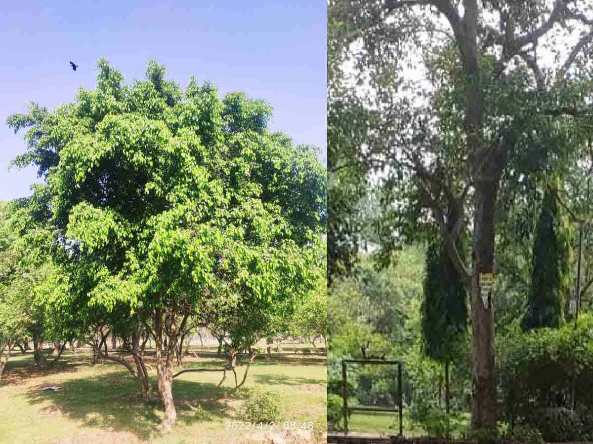 Shalimar Bagh