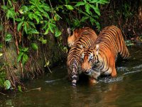 ‘In the Wild – Tadoba’: a wildlife storytelling showcase