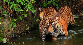 ‘In the Wild – Tadoba’: a wildlife storytelling showcase