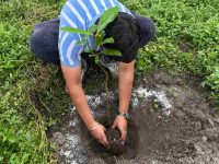 Forest dept to plant 5 lakh saplings across Delhi; 1,060 sites identified for plantation drive