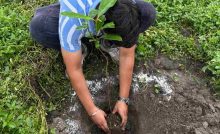 Forest dept to plant 5 lakh saplings across Delhi; 1,060 sites identified for plantation drive