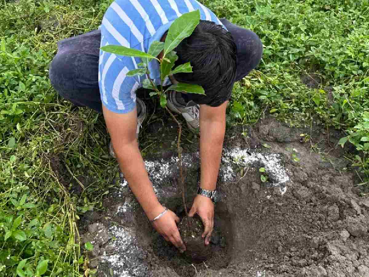 Forest dept to plant 5 lakh saplings across Delhi; 1,060 sites identified for plantation drive
