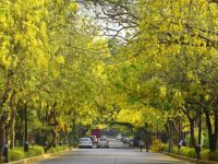 When Delhi burns, these trees bloom even brighter