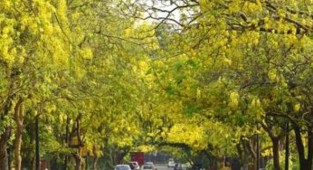 When Delhi burns, these trees bloom even brighter