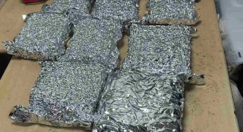 Customs seize marijuana worth Rs 2.43 cr at Delhi airport, passenger held