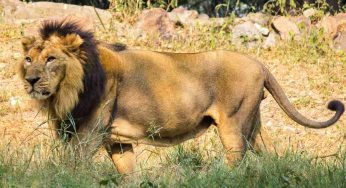 At Delhi Zoo, 27 is the lucky date for lion family as Mahagauri awaits another litter