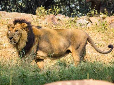 At Delhi Zoo, 27 is the lucky date for lion family as Mahagauri awaits another litter