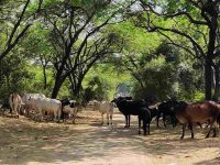 Central Delhi lost 74% healthy ecosystem in 32 years: study