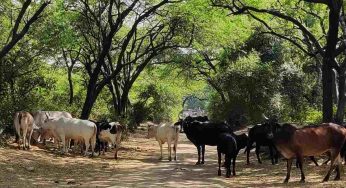 Central Delhi lost 74% healthy ecosystem in 32 years: study