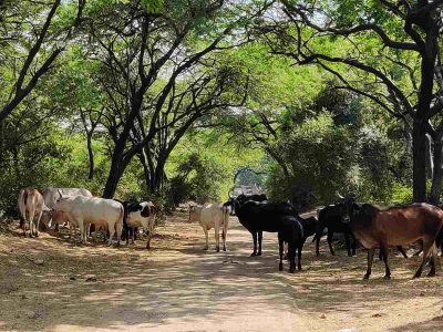 Central Delhi lost 74% healthy ecosystem in 32 years: study