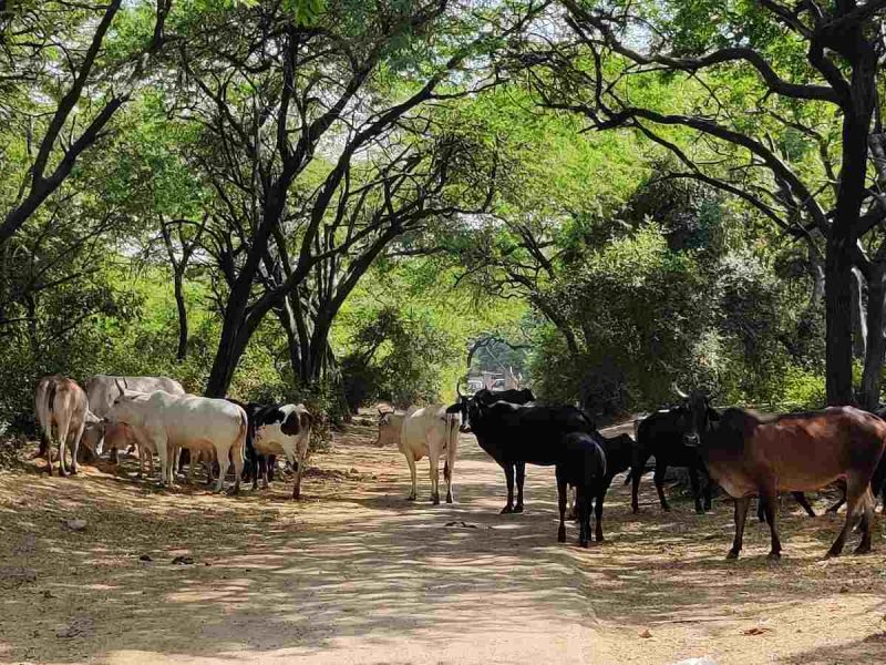 Central Delhi lost 74% healthy ecosystem in 32 years: study