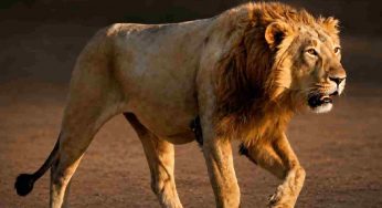 ‘India’s Pride – The Asiatic Lions’, A wildlife photography exhibition