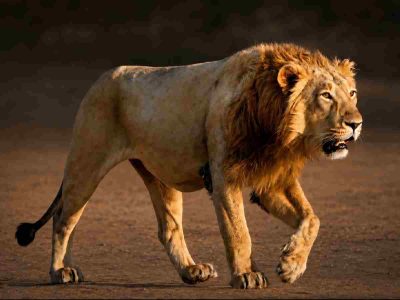 ‘India’s Pride – The Asiatic Lions’, A wildlife photography exhibition