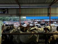 Delhi’s stray cattle crisis strains shelters and civic machinery