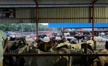 Cattle at the gaushala in Rewla Khanpur