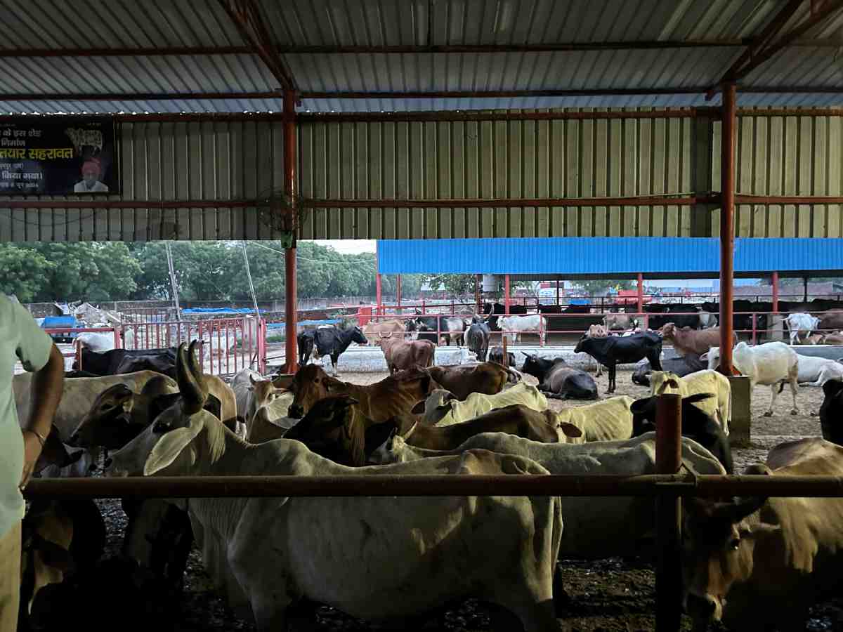 Delhi’s stray cattle crisis strains shelters and civic machinery