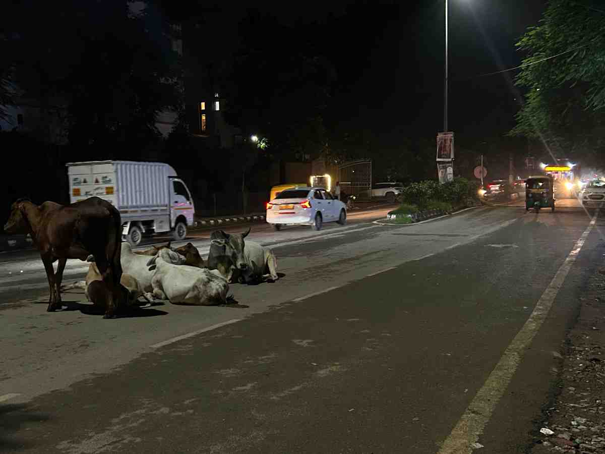 Stray cattle sit on a Delhi road at night, posing a hazard to motorists