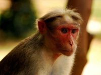 Delhi Zoo caretaker mauled by monkey, visitor also attacked
