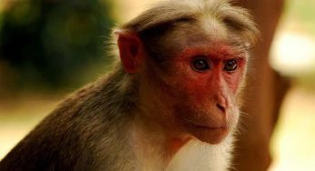 Delhi Zoo caretaker mauled by monkey, visitor also attacked