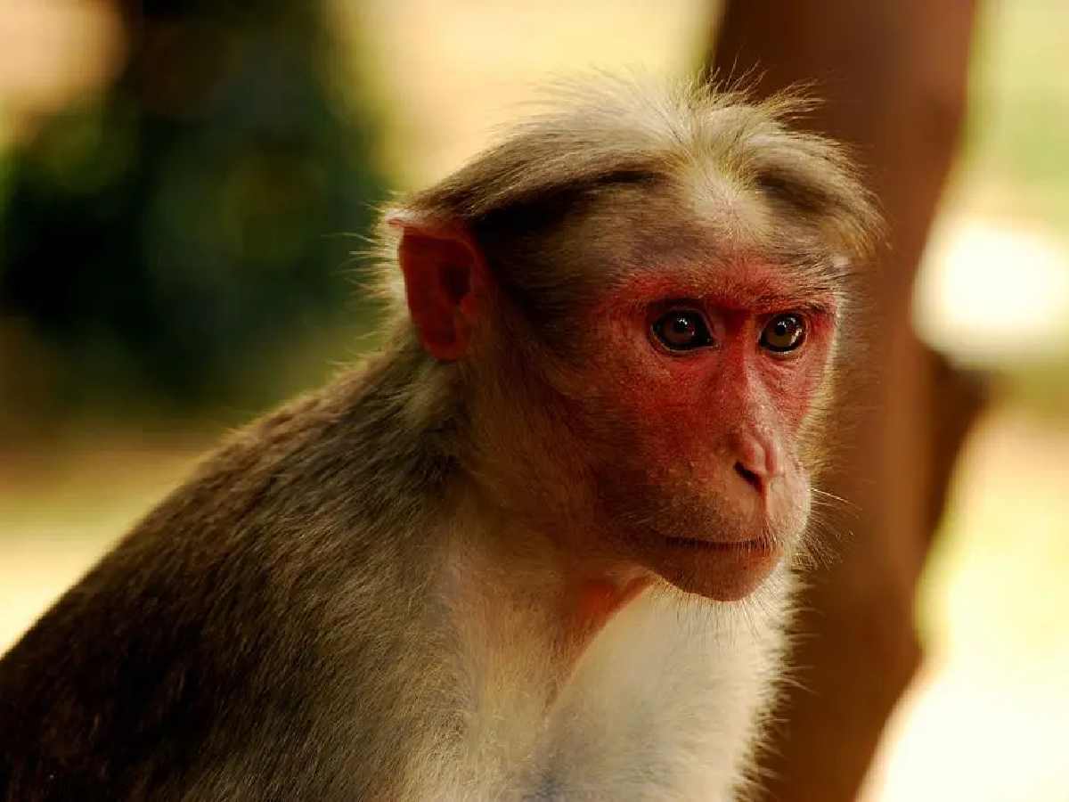 bonnet monkey
