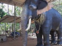Delhi forest department suggests ‘robotic’ elephants at festivals; PETA welcomes move