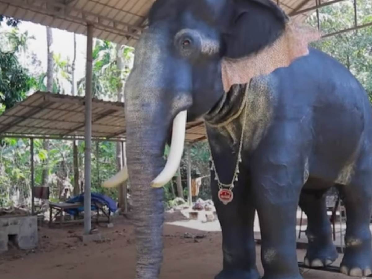 Delhi forest department suggests ‘robotic’ elephants at festivals; PETA welcomes move
