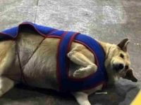 Gola takes the crown as Delhi’s fattest-dog election ends on a high note