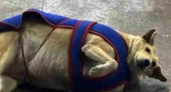 Gola takes the crown as Delhi’s fattest-dog election ends on a high note