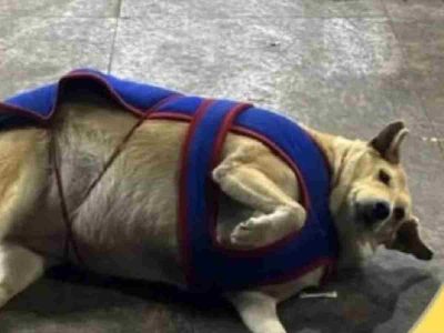 Gola takes the crown as Delhi’s fattest-dog election ends on a high note