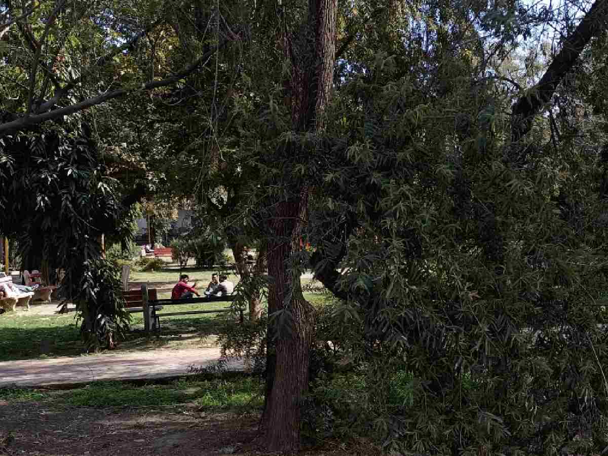At the Sanjay Lake Park, much of the foliage covers multiple dark spots