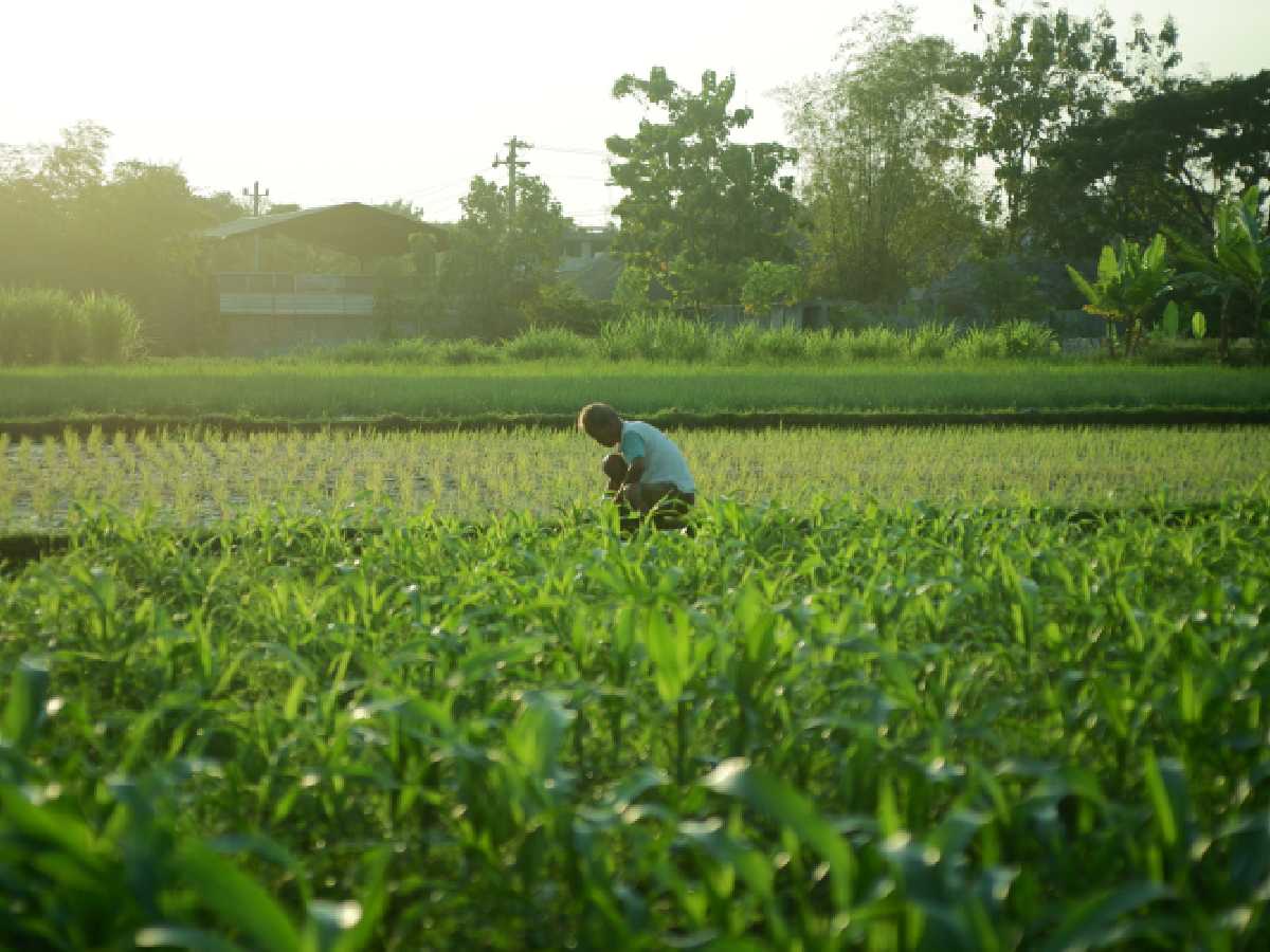 Delhi govt mulls hike in agricultural land circle rates, proposals up to Rs 5 crore per acre