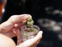 Marijuana worth Rs 71.5 lakh seized at Delhi Airport, Indian passenger arrested