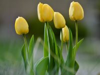 NDMC plans larger tulip garden at Nehru Park, dedicated parking for visitors