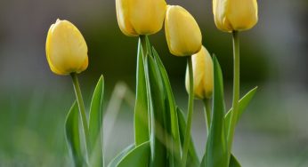 NDMC plans larger tulip garden at Nehru Park, dedicated parking for visitors