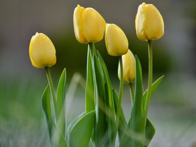 NDMC plans larger tulip garden at Nehru Park, dedicated parking for visitors